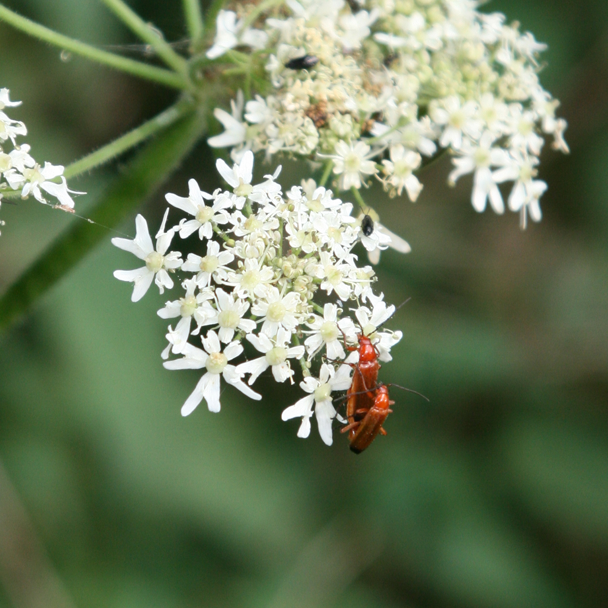 Wat voor een insect is dit?